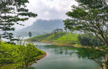 Teas of Sri Lanka